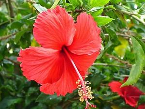 hibisc