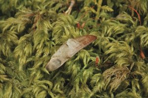 079_403__img_1599pinussylvestrisseed_1432827809_standard